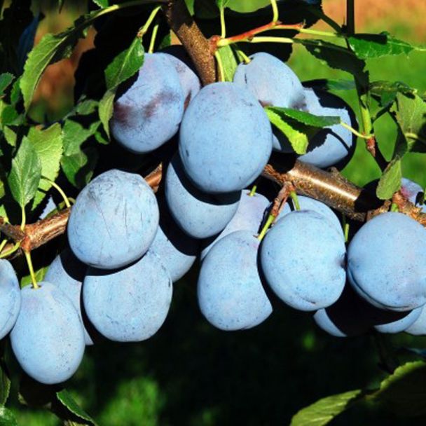 Zwetsche Blue Frost blau