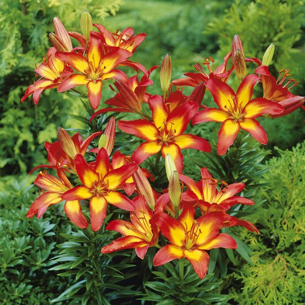 Asiatische 'Lilie Barcelona'