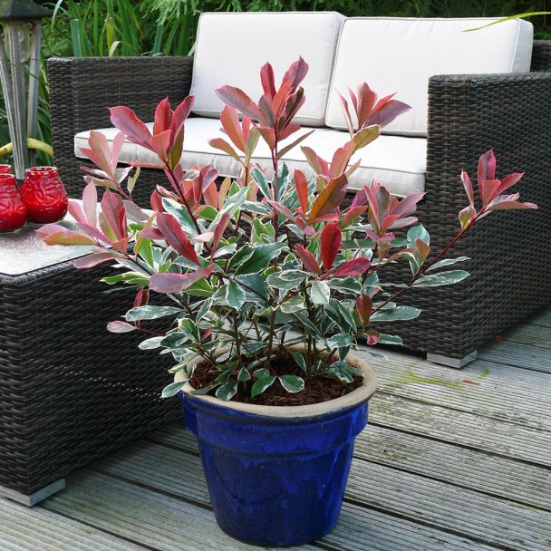 'Pink Marble®' Buntlaubige Glanzmispel