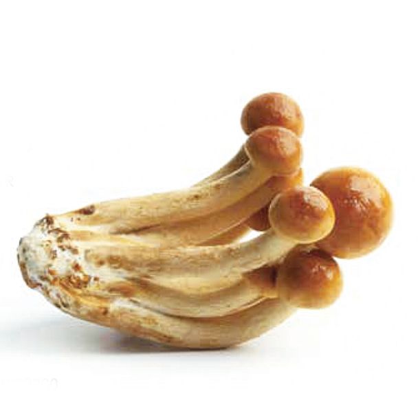 'Toscanapilz' Pilz-Dübel