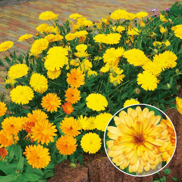 Winterharte Ringelblume Winter Wonders® 'Amber Arctic' Stauden
