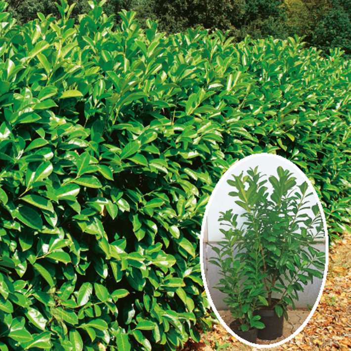 Kirschlorbeer Novita 80 cm | Immergrne Hecken | Hecken | Blh &  Ziergehlze | Ahrens+Sieberz - Pflanzenversand & Gartenbedarf