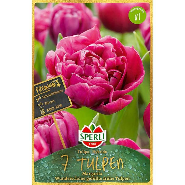 Gefüllte frühe Tulpen 'Margarita'