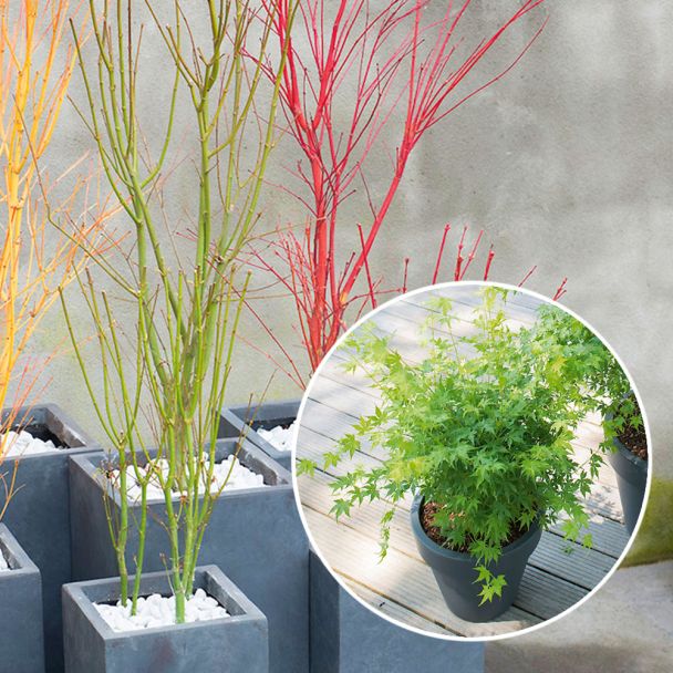 Japanischer Ahorn, Acer 'Going Green'