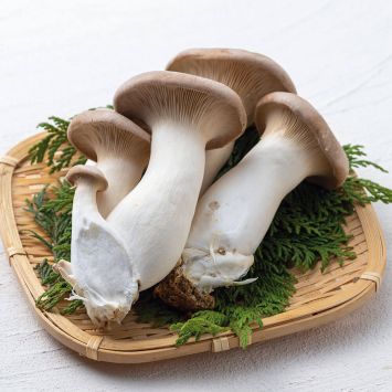 BIO Kräuterseitling Kraftpaket Fertigkultur