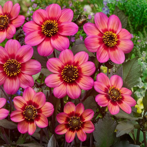 Dahlia Tri-Color