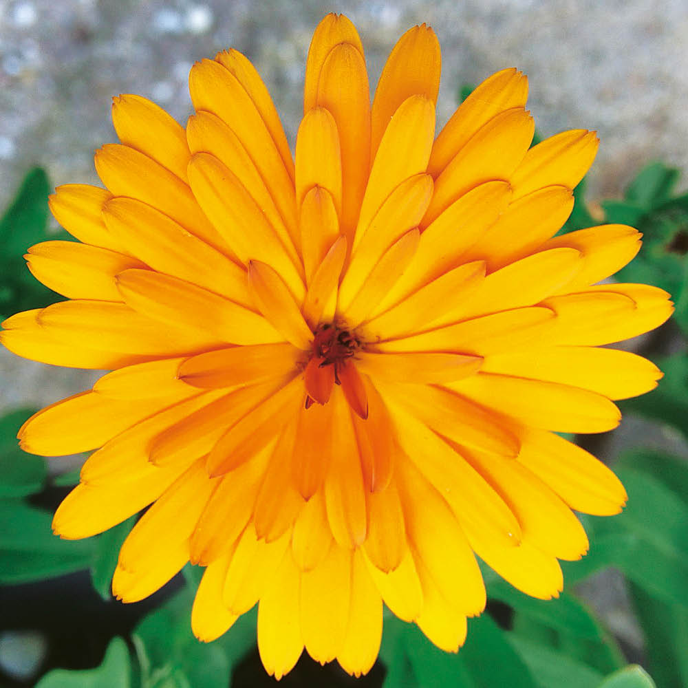 SetPreis 9 x Winterharte Ringelblumen 'Winter Wonders®' Stauden