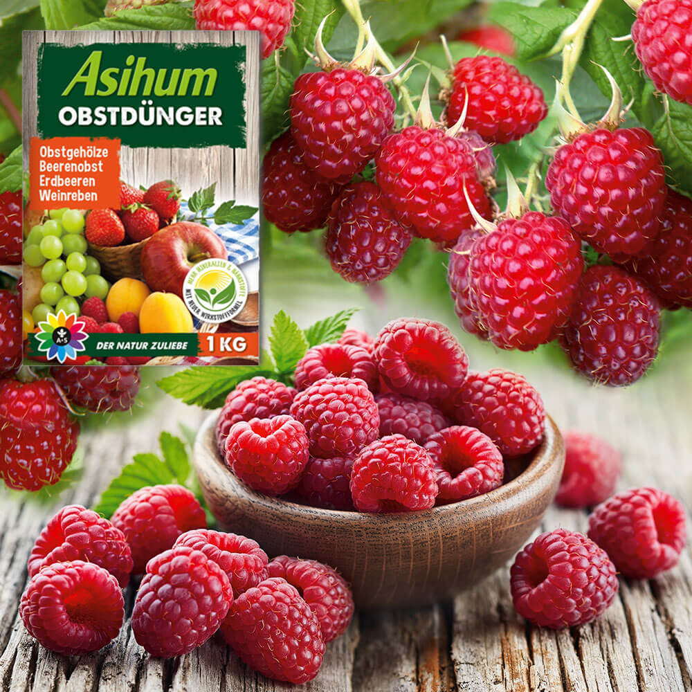 Pokusa® Ahrens+Sieberz | kaufen + Pflanzenversand Obstdünger Himbeere & Gartenbedarf -