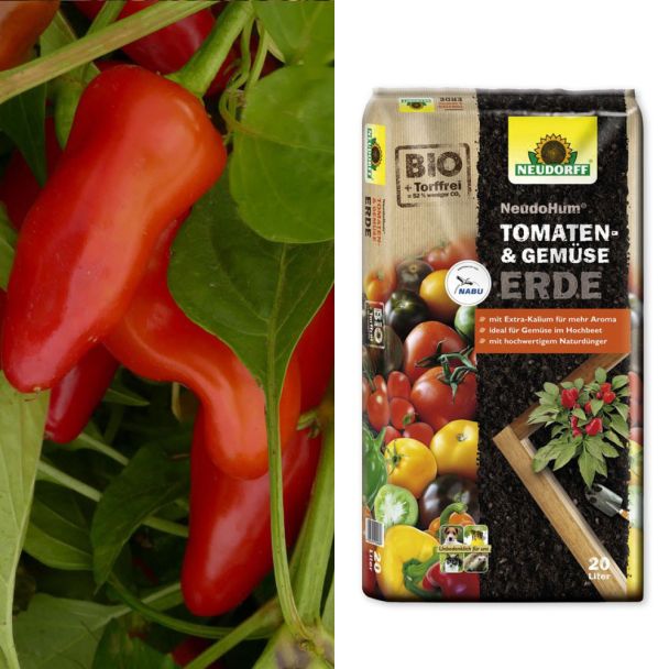Mittelscharfe Gewürz-Paprika 'Pepperino' + Erde (Sparangebot)