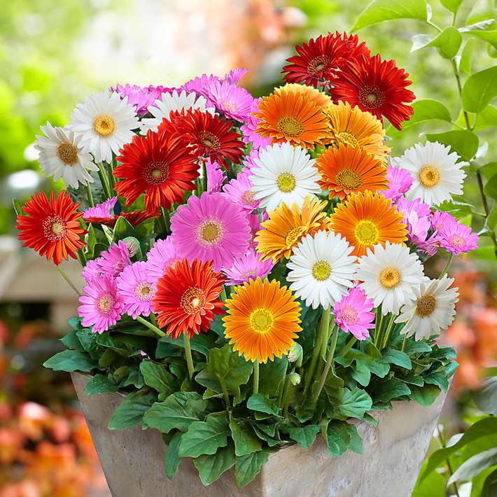 Winterharte Gerbera 'Garvinea' (Gelb, Rosa, Rot, Wei) kaufen |  Ahrens+Sieberz - Pflanzenversand & Gartenbedarf
