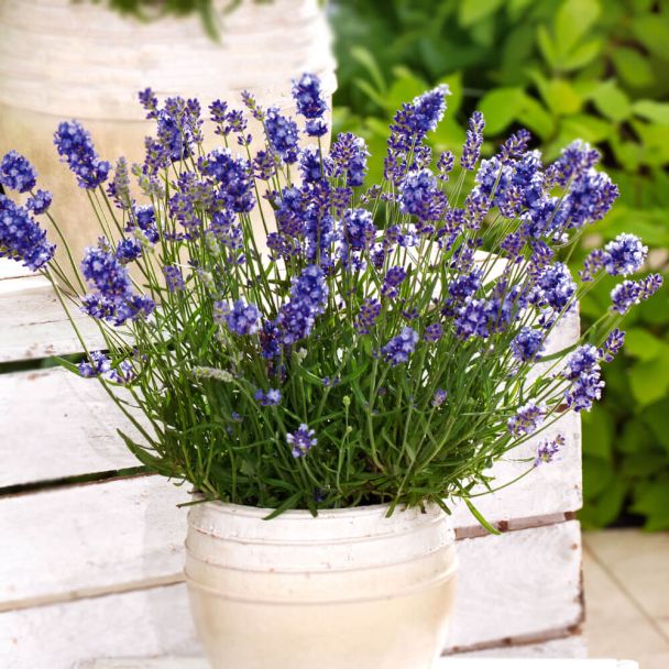 Echter Lavendel