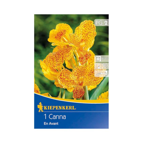 Canna 'En Avant'