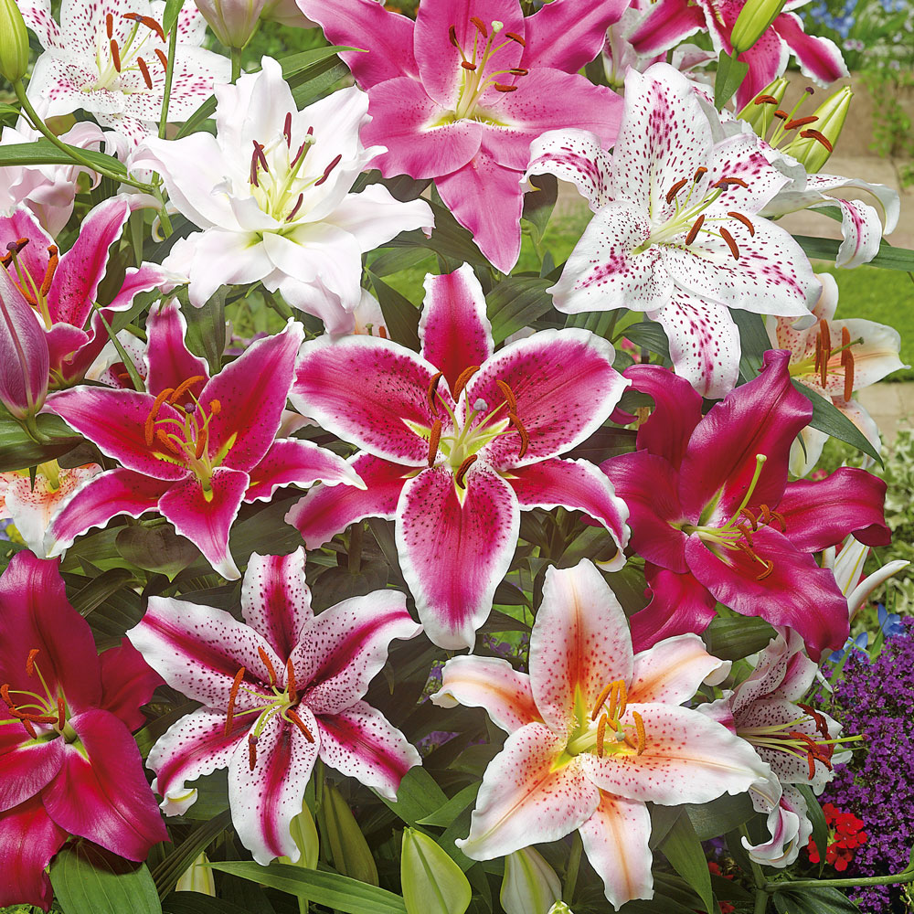 ros Afhængig Belyse Orientalische Lilien-Mischung | Lilien | Blumenzwiebeln | Ahrens+Sieberz - Pflanzenversand & Gartenbedarf ros Afhængig Belyse Orientalische Lilien-Mischung | Lilien | Blumenzwiebeln | Ahrens+Sieberz - Pflanzenversand & Gartenbedarf