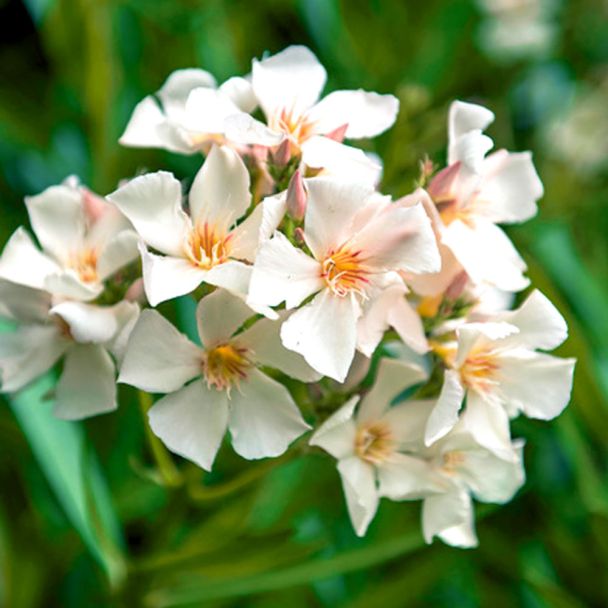 Duft- Oleander, Weiß
