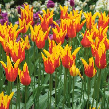 Tulpe Fire Wings - Die am meisten duftende Tulpe