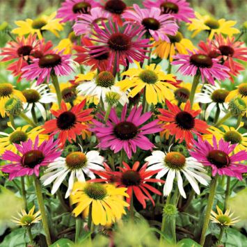 Sonnenhutmix 'Schmetterling'