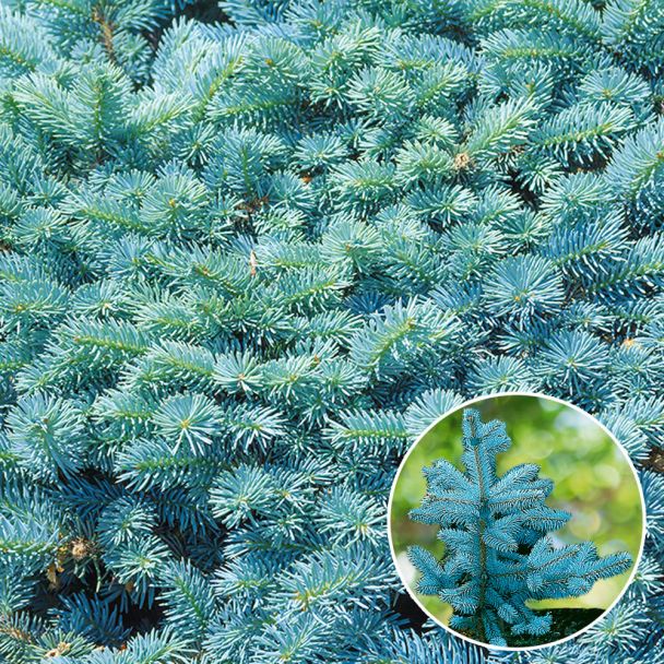 Blaufichten