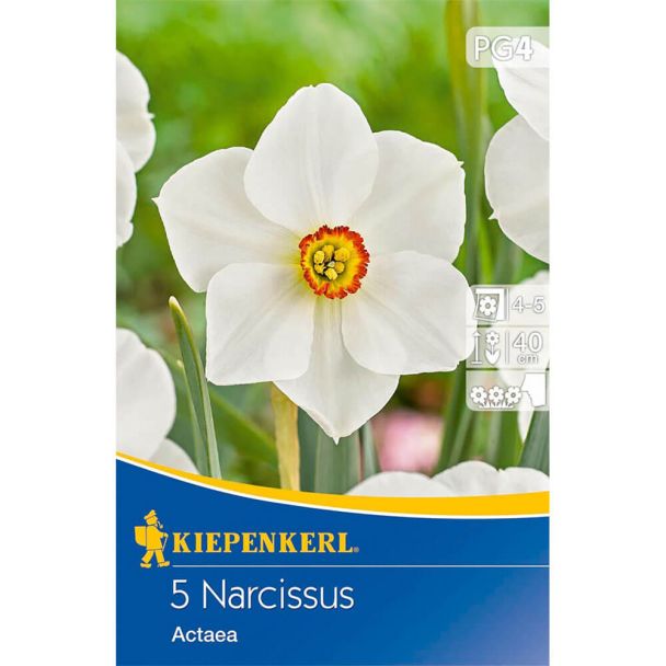 Narzissen `Actaea`