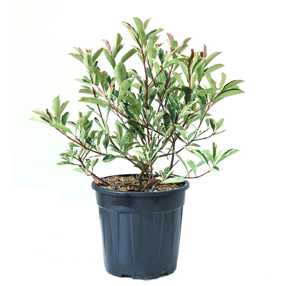 Glanzmispel 'Pink Marble' kaufen | Ahrens+Sieberz - Pflanzenversand &  Gartenbedarf