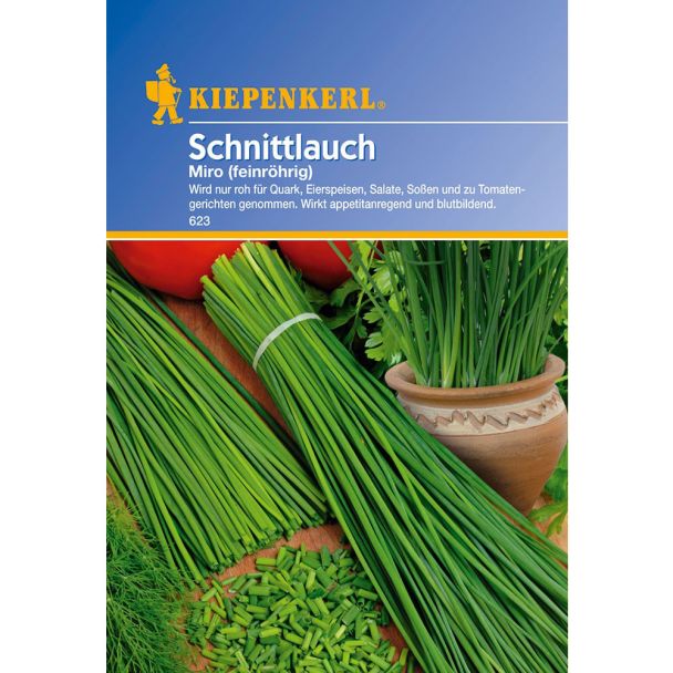 Schnittlauch Miro, mehrjährig