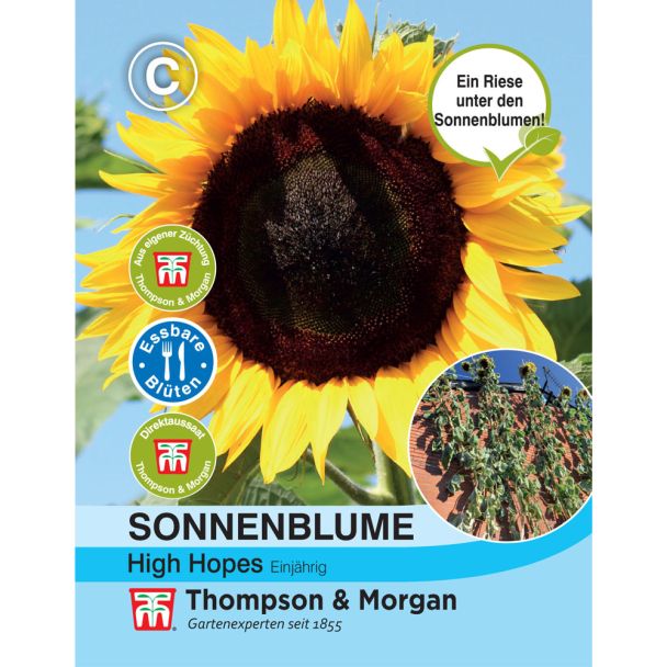 Sonnenblume High Hopes