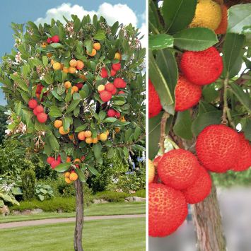 Erdbeerbaum auf Stamm