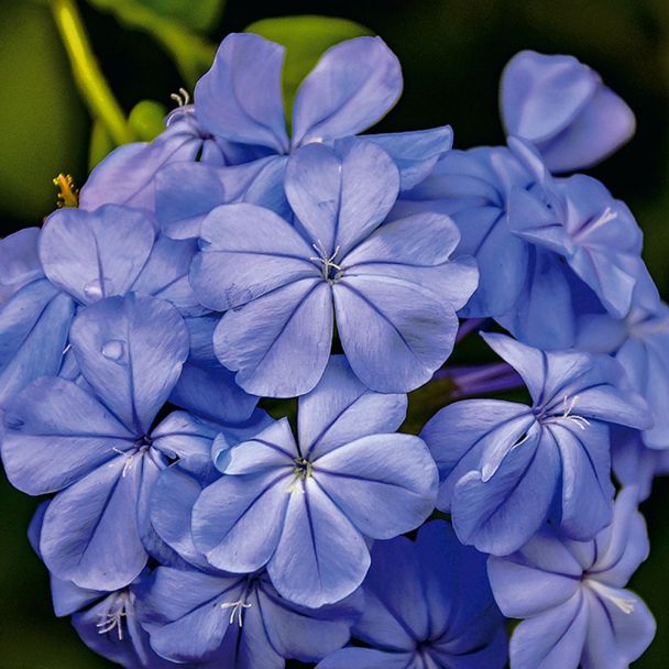 Phlox blau