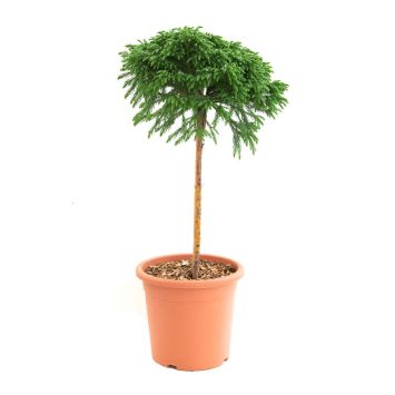 Japanische Sicheltanne ‘Globosa Nana’