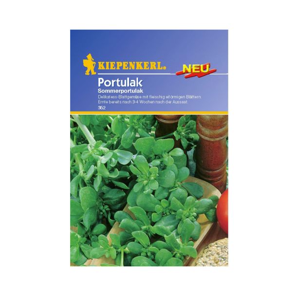 Portulak 'Sommerportulak'