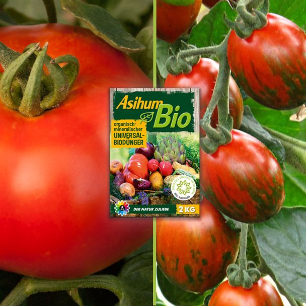 Tomate Rondo F1 und Tomate My Love F1 (inkl. Dünger) im Sparset