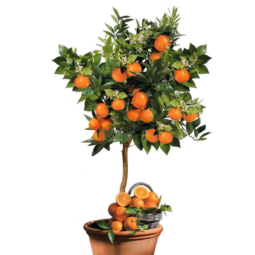 Orangenbaum Palermo kaufen | Ahrens+Sieberz - Pflanzenversand & Gartenbedarf