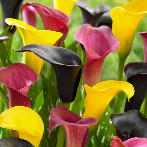 Calla 'Blend Germany'
