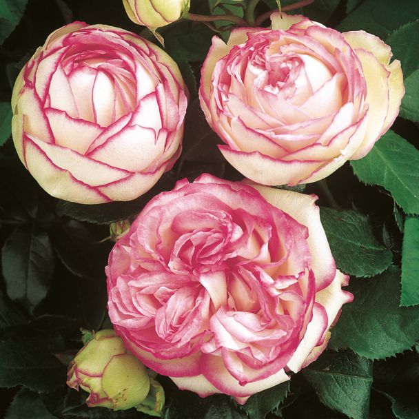'Biedermeier Garden®'