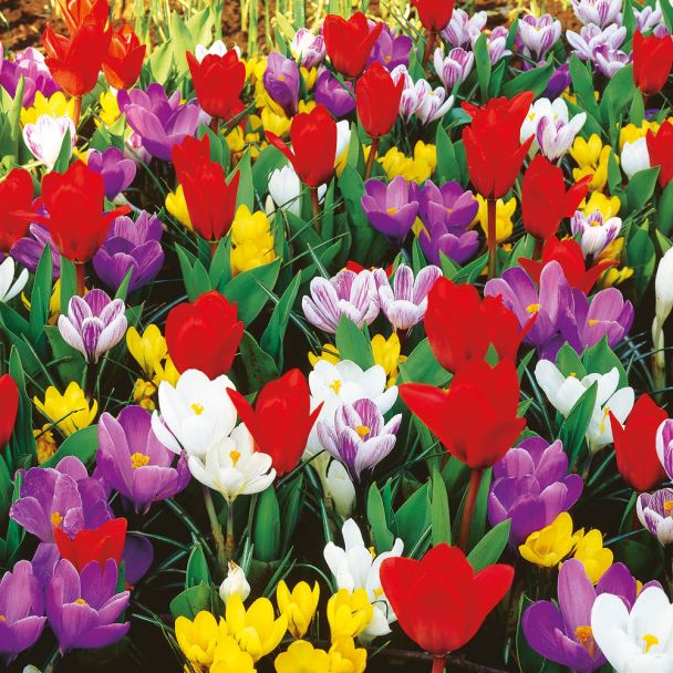 Krokus-Tulpen-Frühlingsmischung