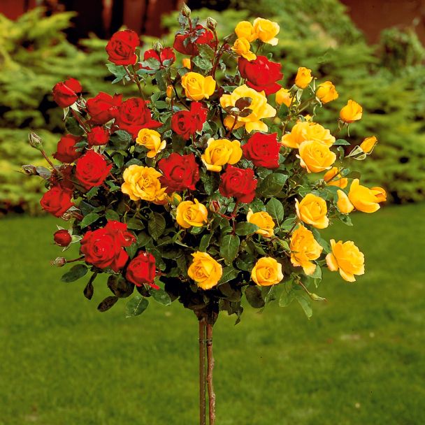 Bicolor-Rose, rot-gelb