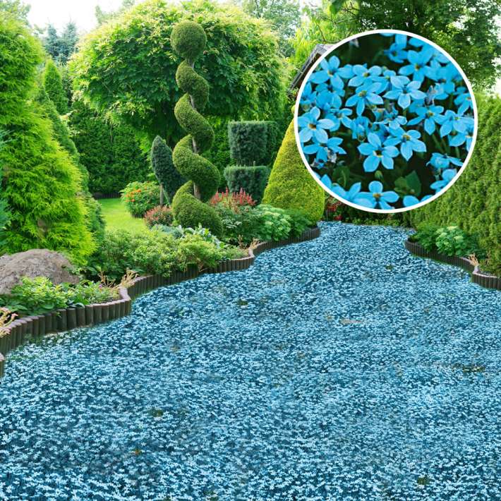BIO Bodendecker Blauer Stern (Isotoma fluviatilis) kaufen | Ahrens+Sieberz  - Pflanzenversand & Gartenbedarf