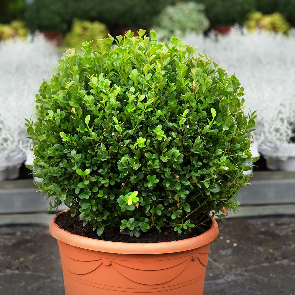 immergr�ne pflanzen im topf