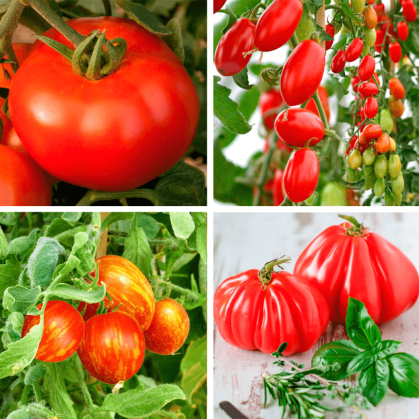 Tomaten Rondo, Marzino, Giganto, Lucky Queen (4er Set im Sparangebot)