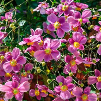 Herbst-Anemone XL