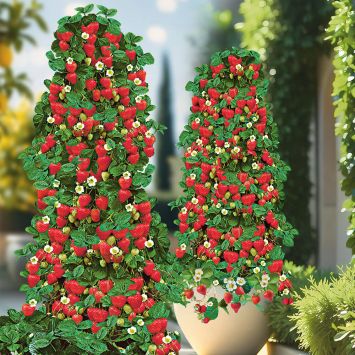 Kletter-Erdbeere Hummi®