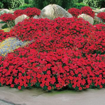 BIO Beetnelke Merci Fleuri