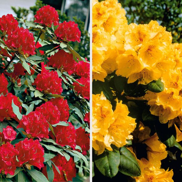 Set-Preis: 2 x Riesenblütige Rhododendron-Hybriden