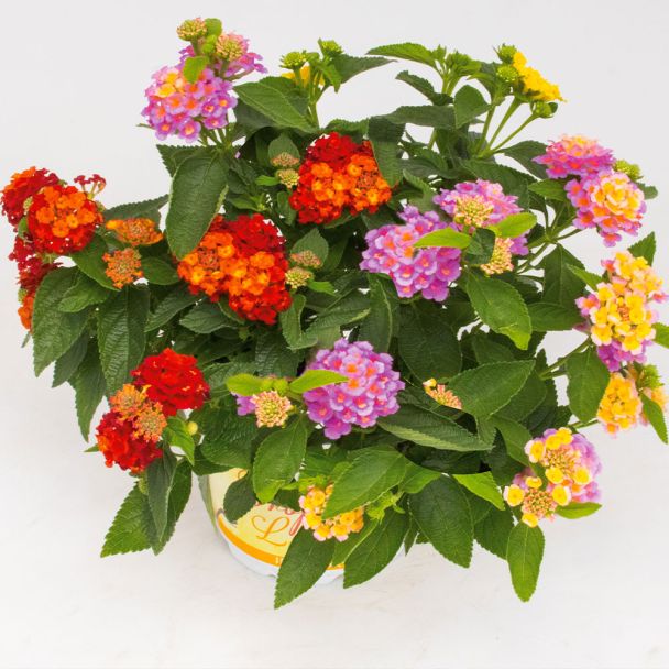 Trio Lantana
