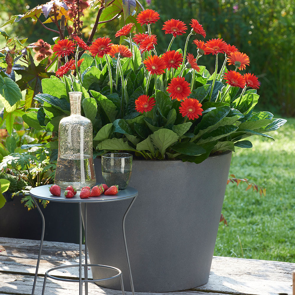 Winterharte Gerbera 'Garvinea®', rot Stauden niedrig Blühstauden