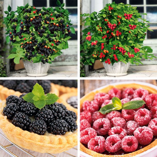 Set-Preis 2 Lowberry®: 1 Zwerg-Himbeere + 1 Zwerg-Brombeere