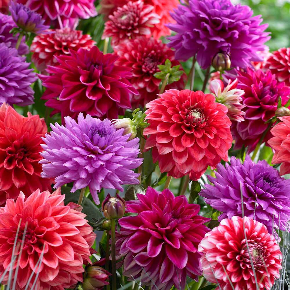 Dahlien Knollen Mix - Winterharte Blumenzwiebeln Mit Hohem Zierwert In Verschiedenen Farben, 6 Stück