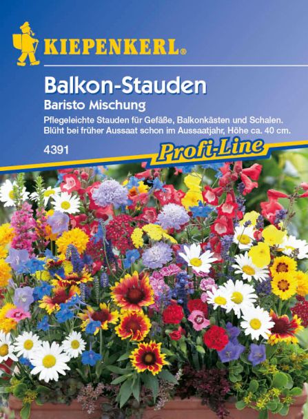 Balkon-Stauden 'Baristo Mischung'