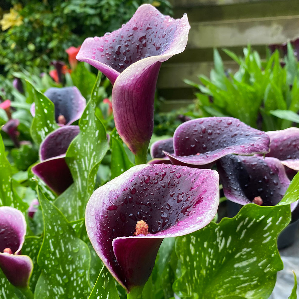 36+ Calla Kaufen Garten, Ungebrochen ist die beliebtheit der calla,