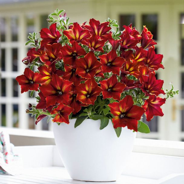 Petunie 'Crazytunia' Mandeville, Rot-Gold