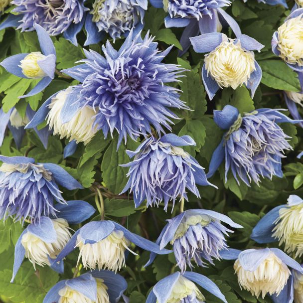 Clematis 'Ocean Pearl'